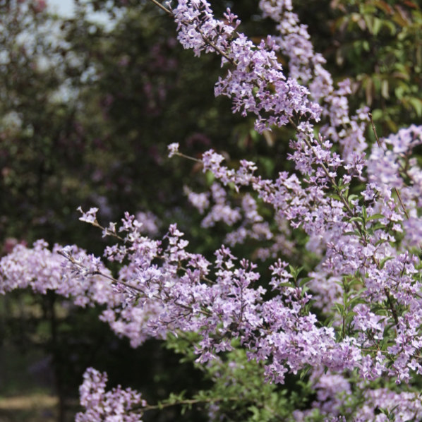 由之花源|现货羽叶丁香耐热喜阳灌木盆栽花园庭院绿篱