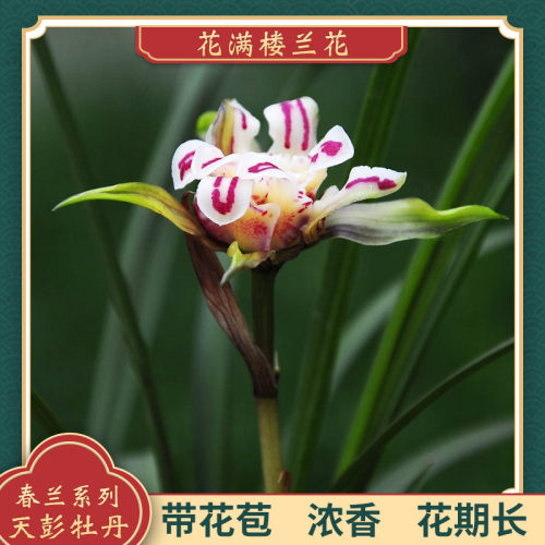 春兰天彭牡丹质量怎么样 春兰天彭牡丹口碑怎么样 小麦优选