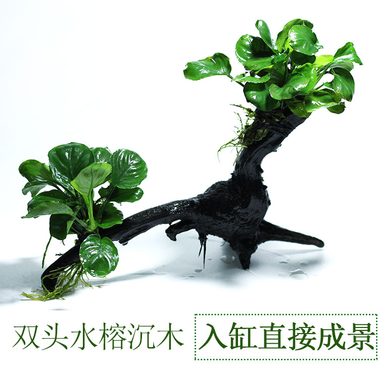 装饰鲜活体新手懒人直接沉底水榕