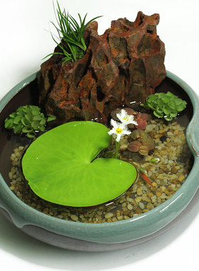 一叶莲浮萍浮性水草水生植物迷你大叶龙骨瓣花盘阳台无土淡水养殖