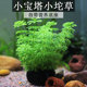 小宝塔坨草鱼缸造景水草懒人植物带底座坨基自带营养沉底扦插定植