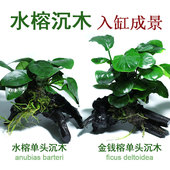 鱼缸水榕沉木活体水草水族箱造景装 饰新手懒人直接沉底不用底砂