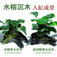 鱼缸水榕沉木活体水草水族箱造景装 饰新手懒人直接沉底不用底砂