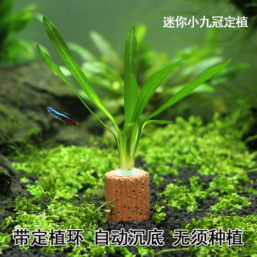 迷你小九冠定植水草净化水质活体