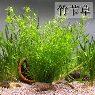 竹节草鱼缸水族箱造景观赏鱼虾躲避净化水质淡水新手易养阴性水草