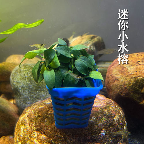 迷你小水榕鱼缸前中景水草易养