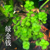 绿水草鱼缸草缸生态缸水族箱装 饰造景有茎类淡水易养活体植物
