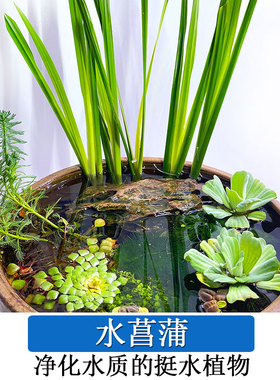 水菖蒲好养易活水培植物阳台办公室养龟养鱼净化水质庭院挺水植物