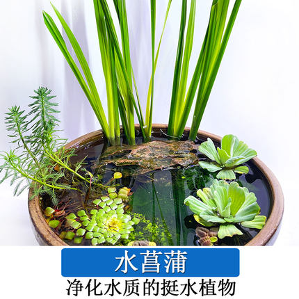 水菖蒲好养易活水培植物阳台办公室养龟养鱼净化水质庭院挺水植物