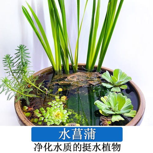 水菖蒲挺水植物净化水质养龟养鱼
