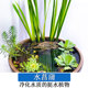 水菖蒲好养易活水培植物阳台办公室养龟养鱼净化水质庭院挺水植物