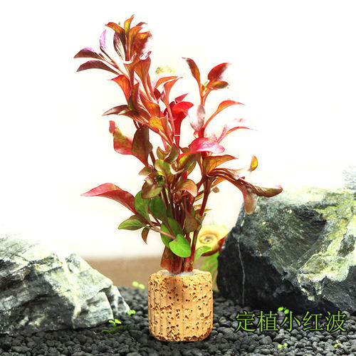 小红波定植水族造景水草前中后景鱼缸活体装饰观赏可直接入缸 - 封面