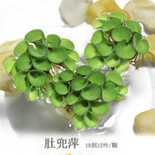 水生植物浮萍水草肚兜萍净化水质吸收鱼虾缸氨氮水族鱼缸造景适合