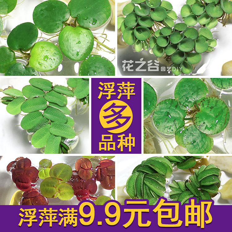 鱼缸浮萍水草活体植物浮性除NO3净化水质微景观水族箱满10元包邮