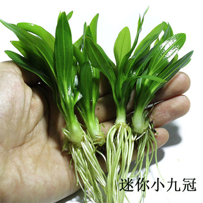 迷你小九冠真水草黄冠好养易活