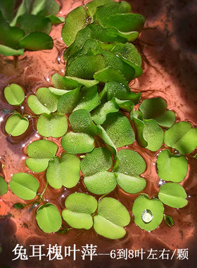 鱼缸水草浮萍兔耳槐叶萍无土水中植物活体水生有茎水族箱增氧造景