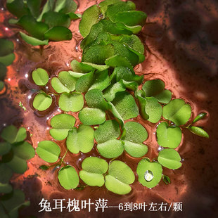 鱼缸水草浮萍兔耳槐叶萍无土水中植物活体水生有茎水族箱增氧造景