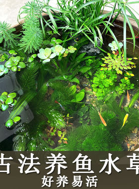 古法养鱼水草水草生态缸净化水质