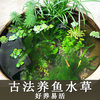 古法养鱼水草水草生态缸净化水质