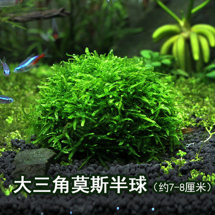 大三角凤尾莫斯半球水草造景懒人装饰鱼缸水族箱沉底阴性前景莫斯