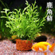 鹿角藓水草植物苔藓水族造景水草鱼缸装 饰生态瓶造景淡水懒人水草