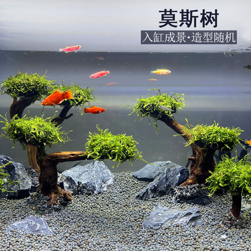 鱼缸造景莫斯树绑好水族箱鱼缸装饰草缸植物活体淡水水草直接沉底