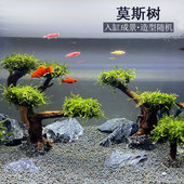 鱼缸造景莫斯树绑好水族箱鱼缸装 饰草缸植物活体淡水水草直接沉底