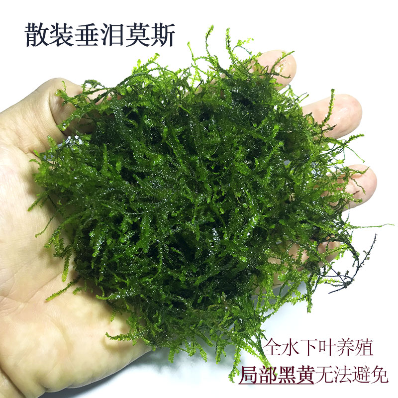 散装莫斯水草垂泪绑沉木粘石头