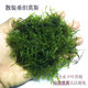 散装 莫斯水草植物懒人真草垂泪大三角活体绑沉木粘石头鱼缸造景