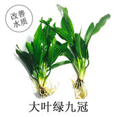 大叶绿九冠鱼缸造景真水草活体迷你懒人中后景阴性水族箱装 饰易养