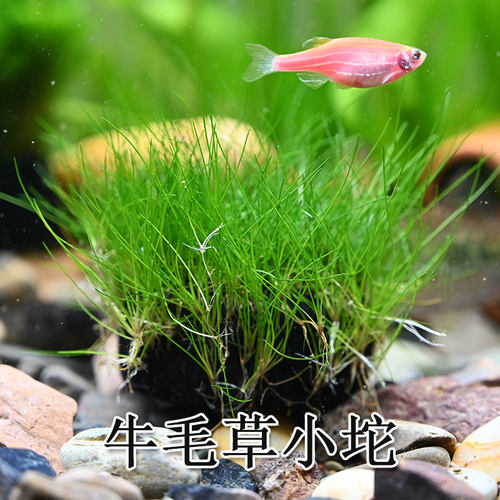 牛毛草坨草自带底座沉底易养