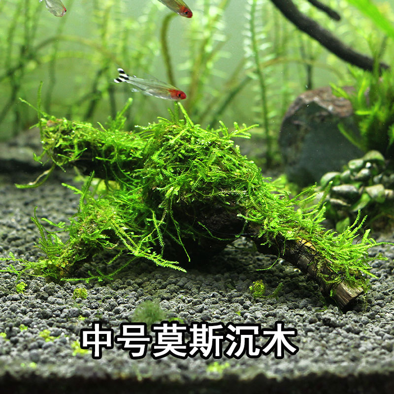 莫斯沉木鱼缸造景装饰莫斯树大三角垂泪莫斯天然活体真水草蕨类