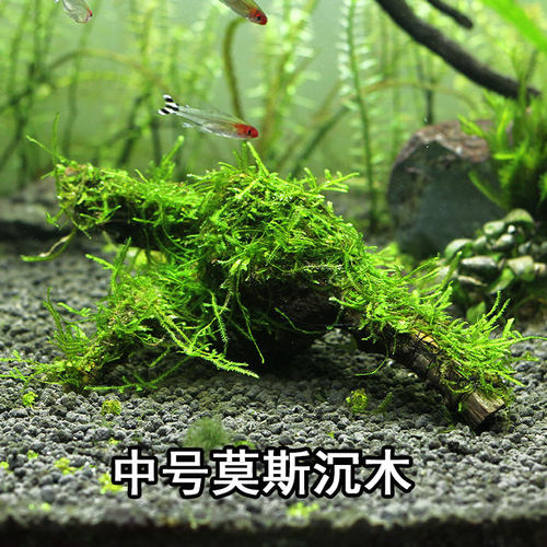 莫斯沉木垂泪大三角水草蕨类