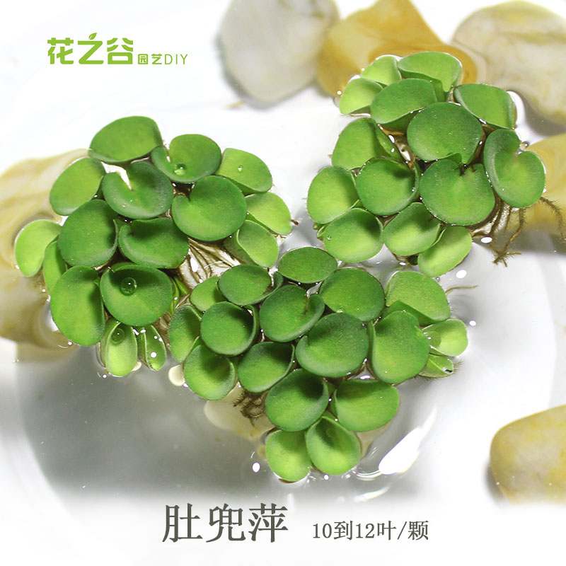 水生植物 浮萍肚兜萍净化水质 吸收鱼虾缸氨氮 水族鱼缸造景适合|ruв категории животное/Животное питание и принадлежностей, аквариум мира, аквариум аквариум оборудования и т.д., тростник - от Buy2taobao.com для оказания профессиональной услуги покупки агента Taobao