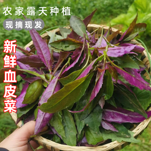 四川紫背天葵血皮菜农家蔬菜新鲜紫背苋菜观音菜红背菜红凤菜嫩叶