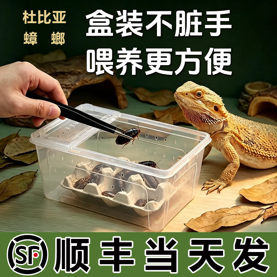 【顺丰浙江发货】杜比亚蟑螂活虫粮昆樱桃饲养盒蜥蜴饲料守宫食物