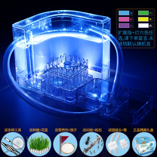 教育教学玩具蚂蚁工坊活体宠物蚂蚁盒子生态蚁蚁窝城堡弓背蚁后巢