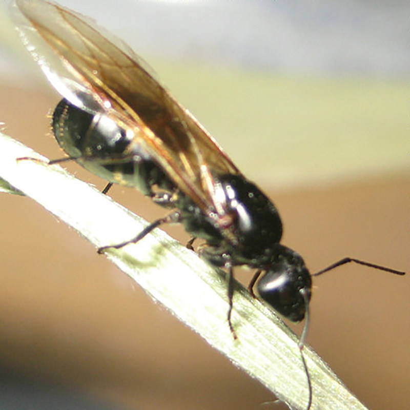 蚂蚁工坊城堡庄园迷宫别墅蚂蚁窝专用观赏蚂蚁蚁后有翅膀观赏性好