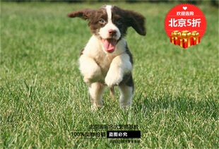 史宾格犬幼犬活体哈士奇柯基犬纯种恶霸犬活体巨型美国恶霸犬出售