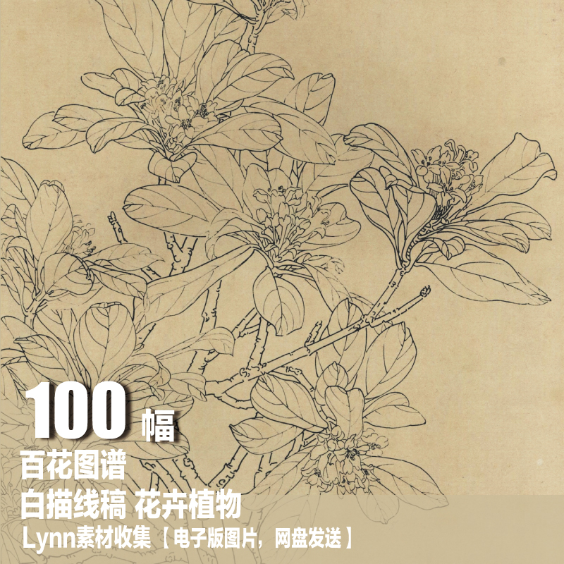 百花图谱白描线稿图集 国画花卉植 电子图片 掐丝珐琅画线稿素材