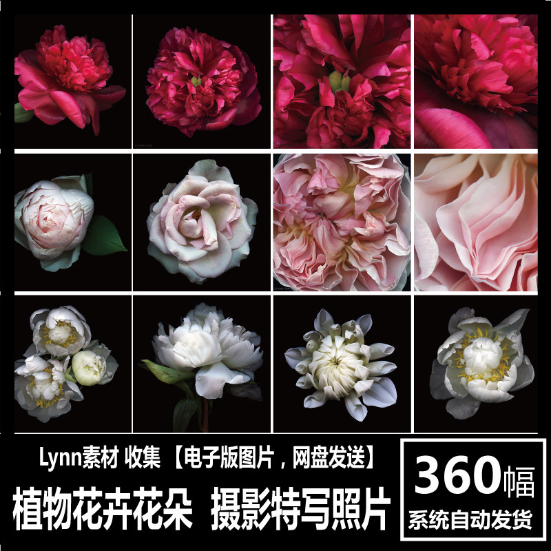 植物花卉花朵摄影照片 色彩写真花瓣特写 静物临摹电子版参考素材