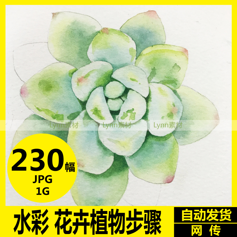 小清新 水彩花卉 多肉水果食物水彩手绘教程 临摹参考
