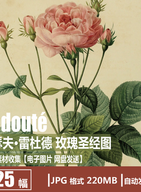 雷杜德 Redouté 玫瑰圣经图 花卉植物 电子图片 装饰画 挂画素材