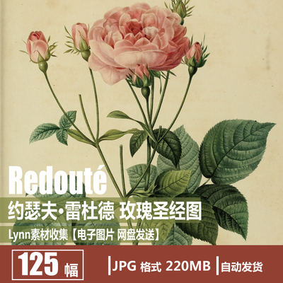 雷杜德 Redouté 玫瑰圣经图 花卉植物 电子图片 装饰画 挂画素材