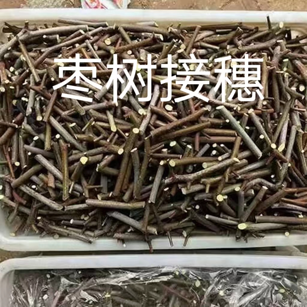 枣树接穗嫁接枝条冬枣壶瓶枣龙枣蟠枣葫芦枣早脆王蜡封接穗包邮