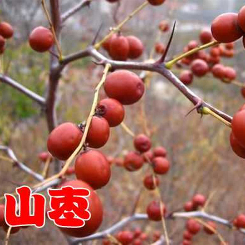 酸枣苗 篱笆嫁接苗 枣树砧木 果树苗 野枣 药用酸枣仁山枣 酸枣根