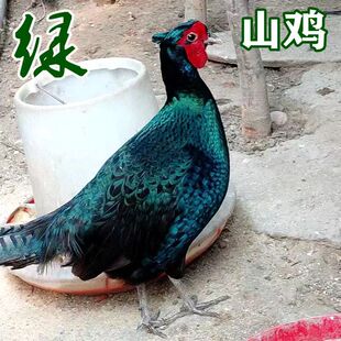 纯绿山鸡非孔雀蓝七彩山鸡多代黑脖山鸡观赏鸡媒珍珠鸡贵妃鸡