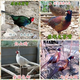 农家散养七彩山鸡肉老母鸡两只活体野鸡月子鸡珍珠鸡芦花鸡五黑鸡
