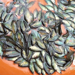 中国斗鱼普叉冷水菩萨鱼旁皮婆花手巾淡水耐养活体观赏鱼吃蚊子