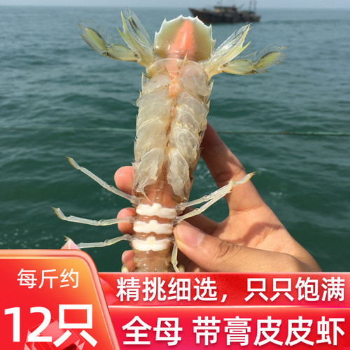 蒸皮皮虾多少钱 蒸皮皮虾价格 小麦优选